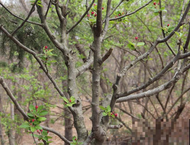 海棠果长什么样 海棠果长什么样