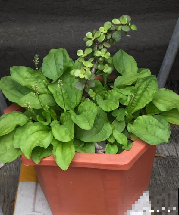 老中医爱养的60种植物，图文并茂特详细，种一盆养人养身心