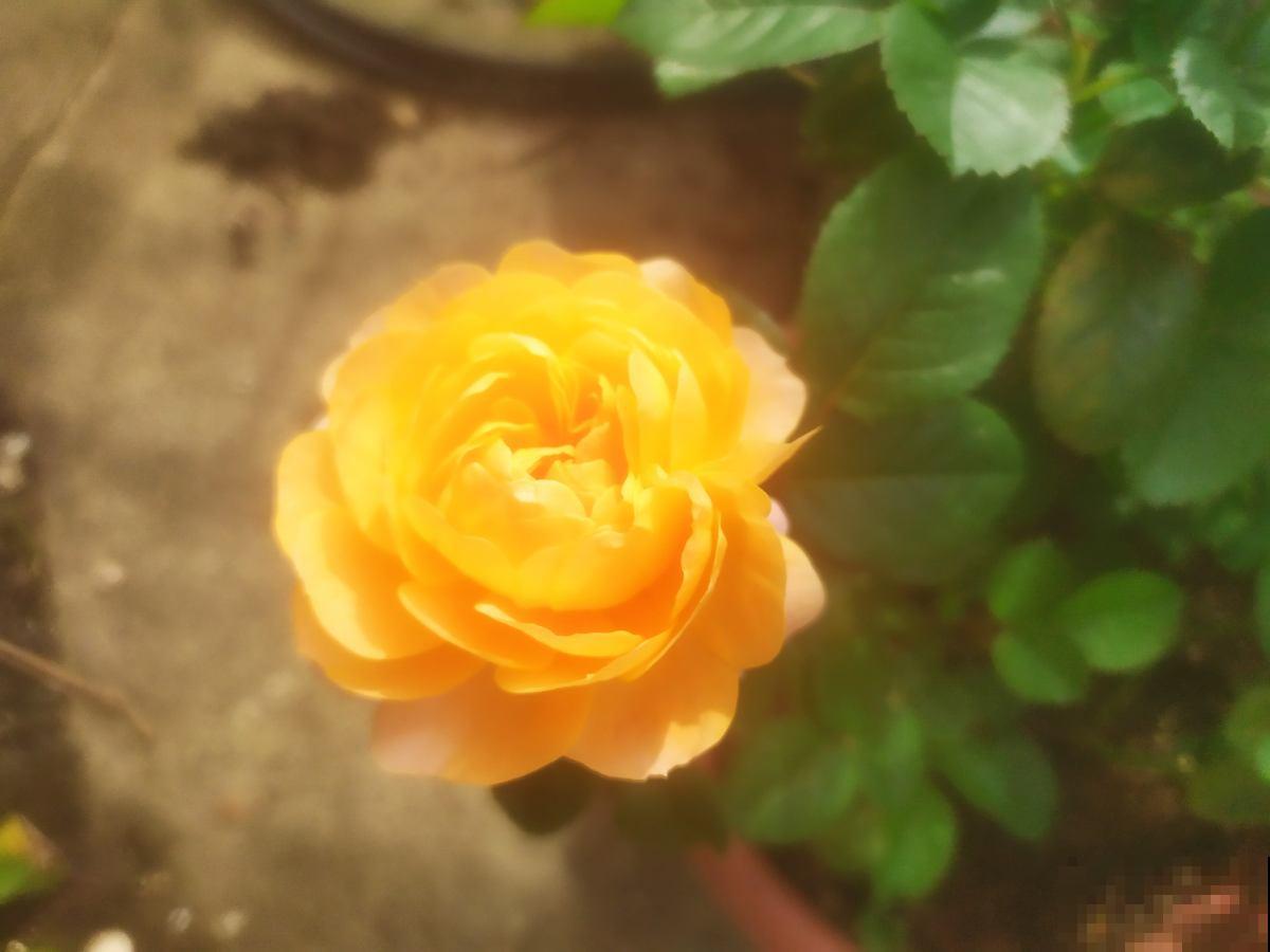 夏天室外养花，不能随心所欲，不然容易烂根又晒伤