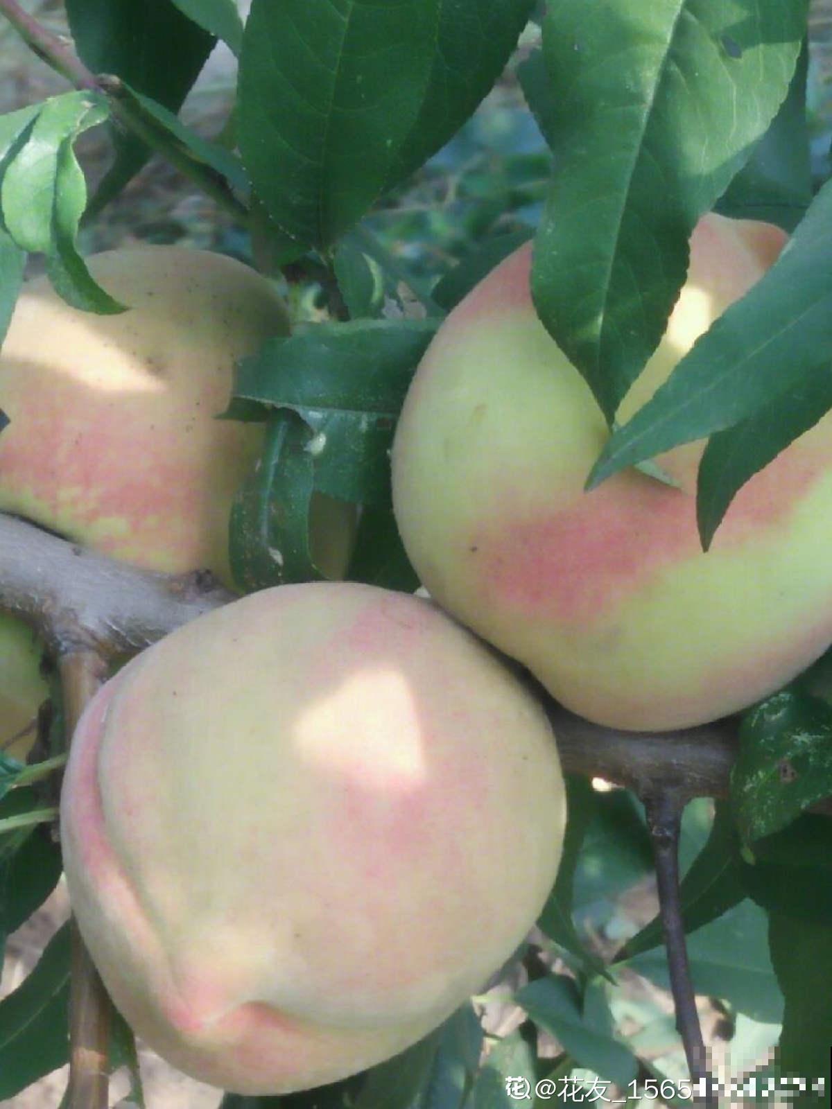 山东也是水果之乡！5种山东特色水果，你吃过几种