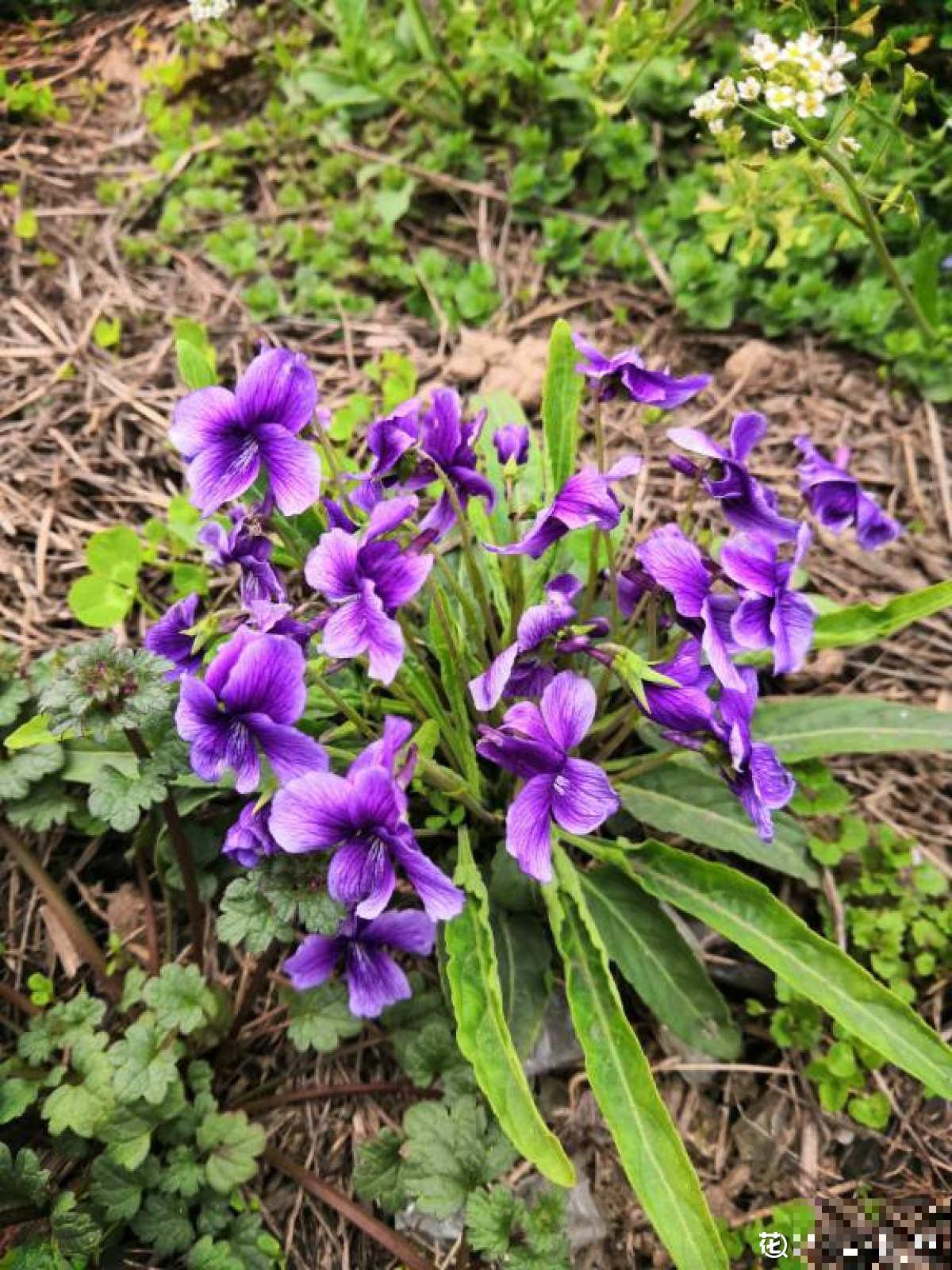 老中医爱养的60种植物，图文并茂特详细，种一盆养人养身心