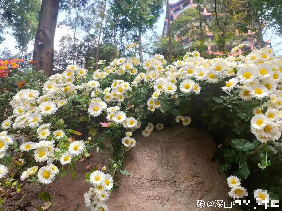 秋菊开花“黄金一片”，这个月养正合适，谁养谁赚便宜