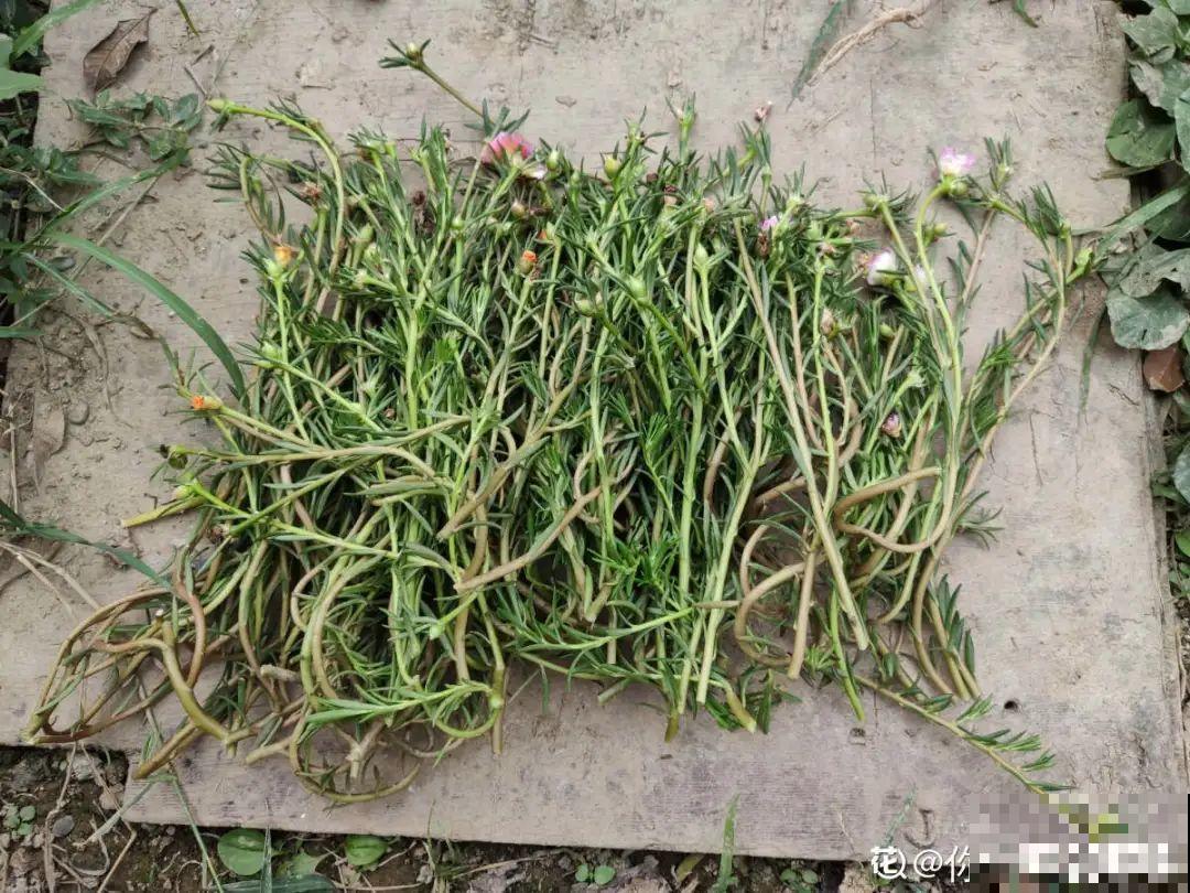 8种花，越热越扦插，大白根呼呼冒