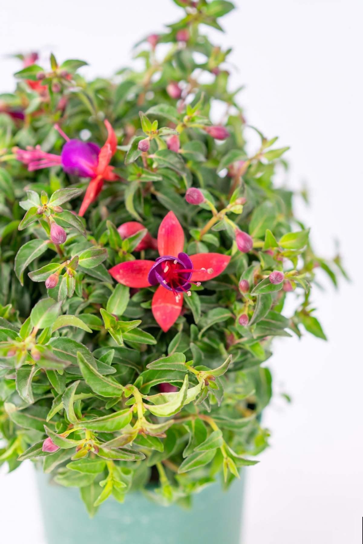 吊钟海棠夏天就是渡劫?注意温度,度夏并不难 吊钟海棠夏天就是渡劫?注意温度,度夏并不难