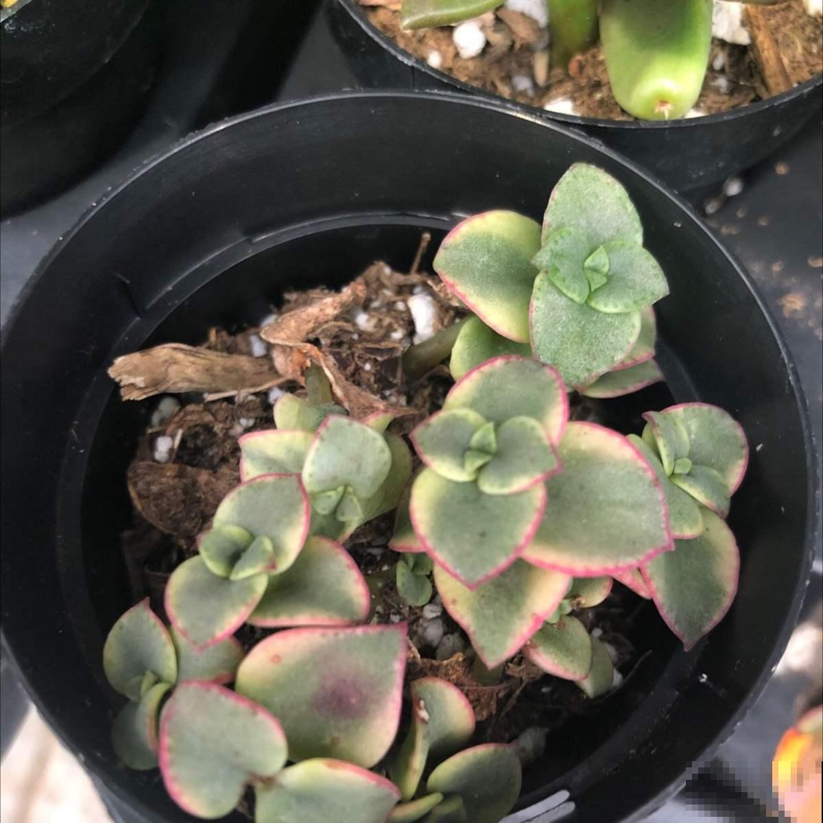 想在夏天养多肉?看看这5种,放在阳台无压力 想在夏天养多肉?看看这5种,放在阳台无压力