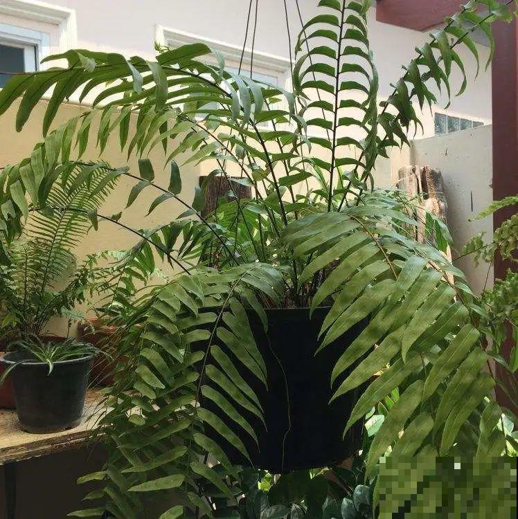 大叶子耐阴花，室内一定养，叶子比脸大，真凉快