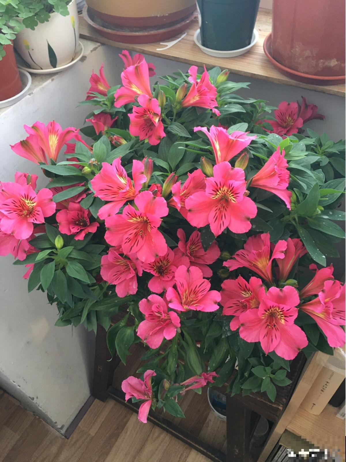 5种花,光听名字就很美,看到实物后,网友感叹:名不虚传 5种花,光听名字就很美,看到实物后,网友感叹:名不虚传