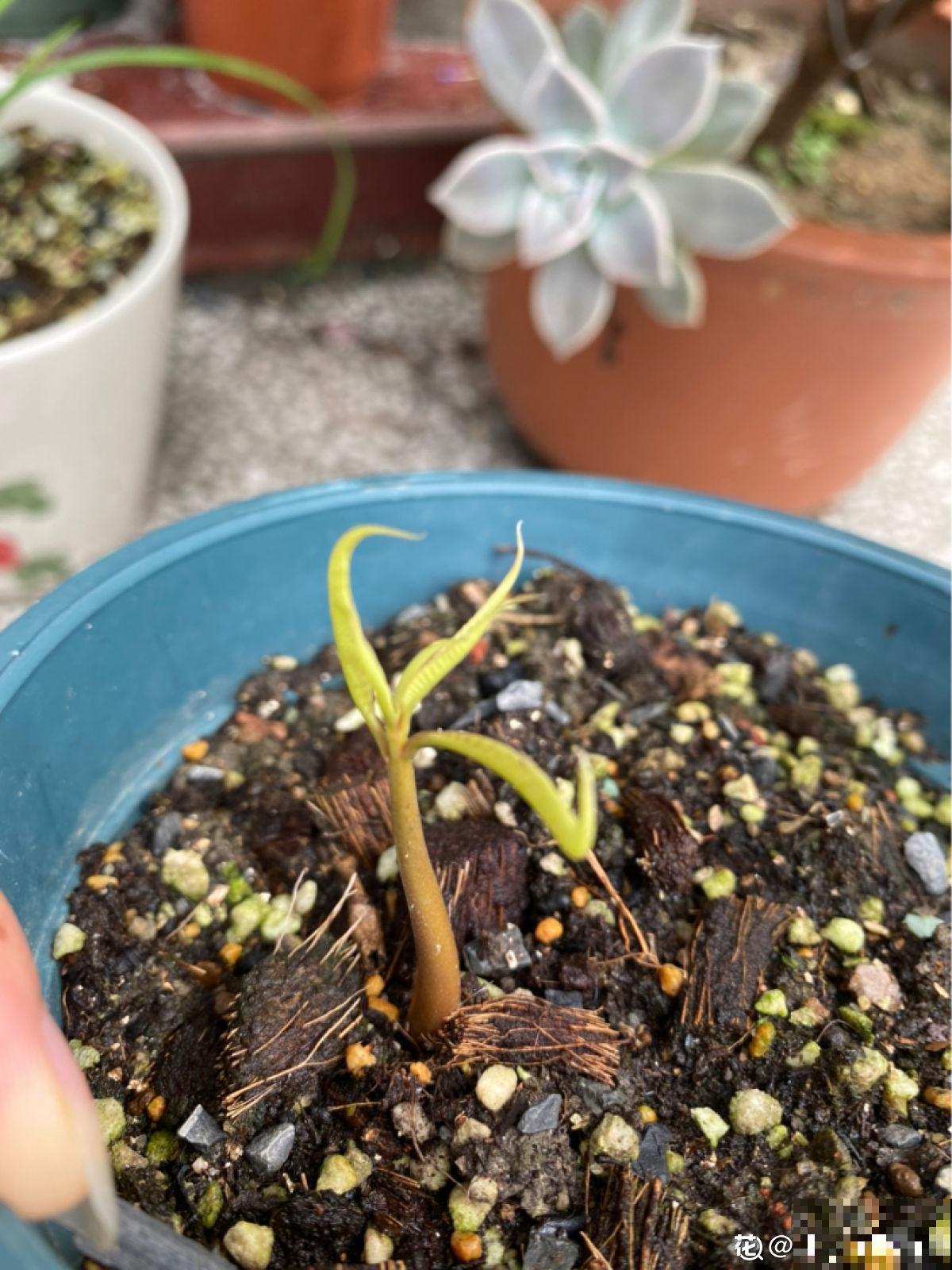 不用买种子，吃完就能种，还你一棵芒果树