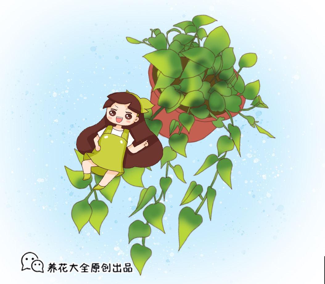 天气太热不好生长，4种害怕强光的植株，看看有你养的吗