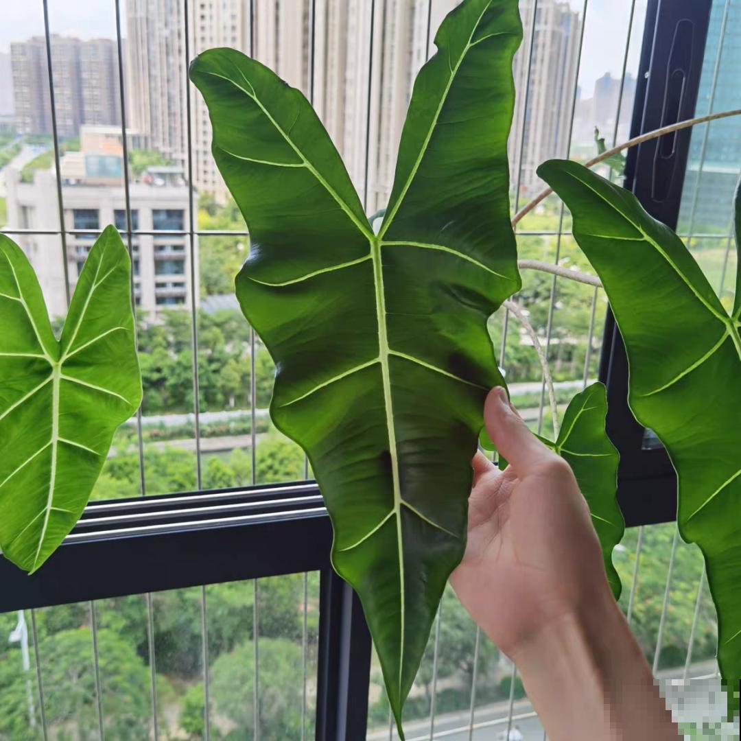 大叶子耐阴花，室内一定养，叶子比脸大，真凉快