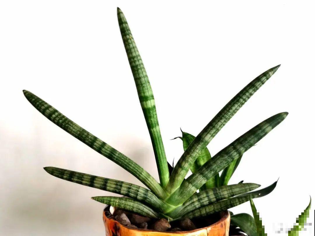 15种花,养在家里有气质,好养又健康 15种花,养在家里有气质,好养又健康