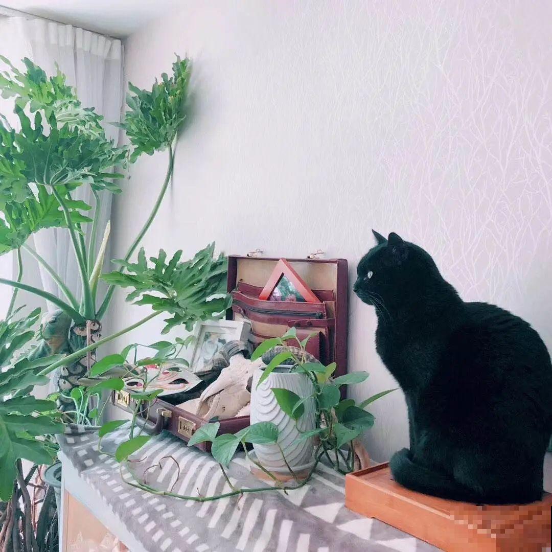 10种花,看着贵气有格调,实际价格很便宜 10种花,看着贵气有格调,实际价格很便宜