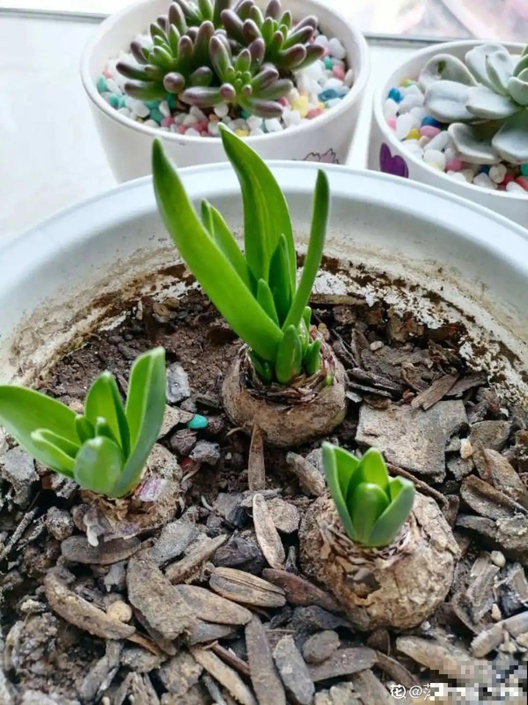 土里种个“洋葱球”,开出美艳花,香味飘满屋 土里种个“洋葱球”,开出美艳花,香味飘满屋