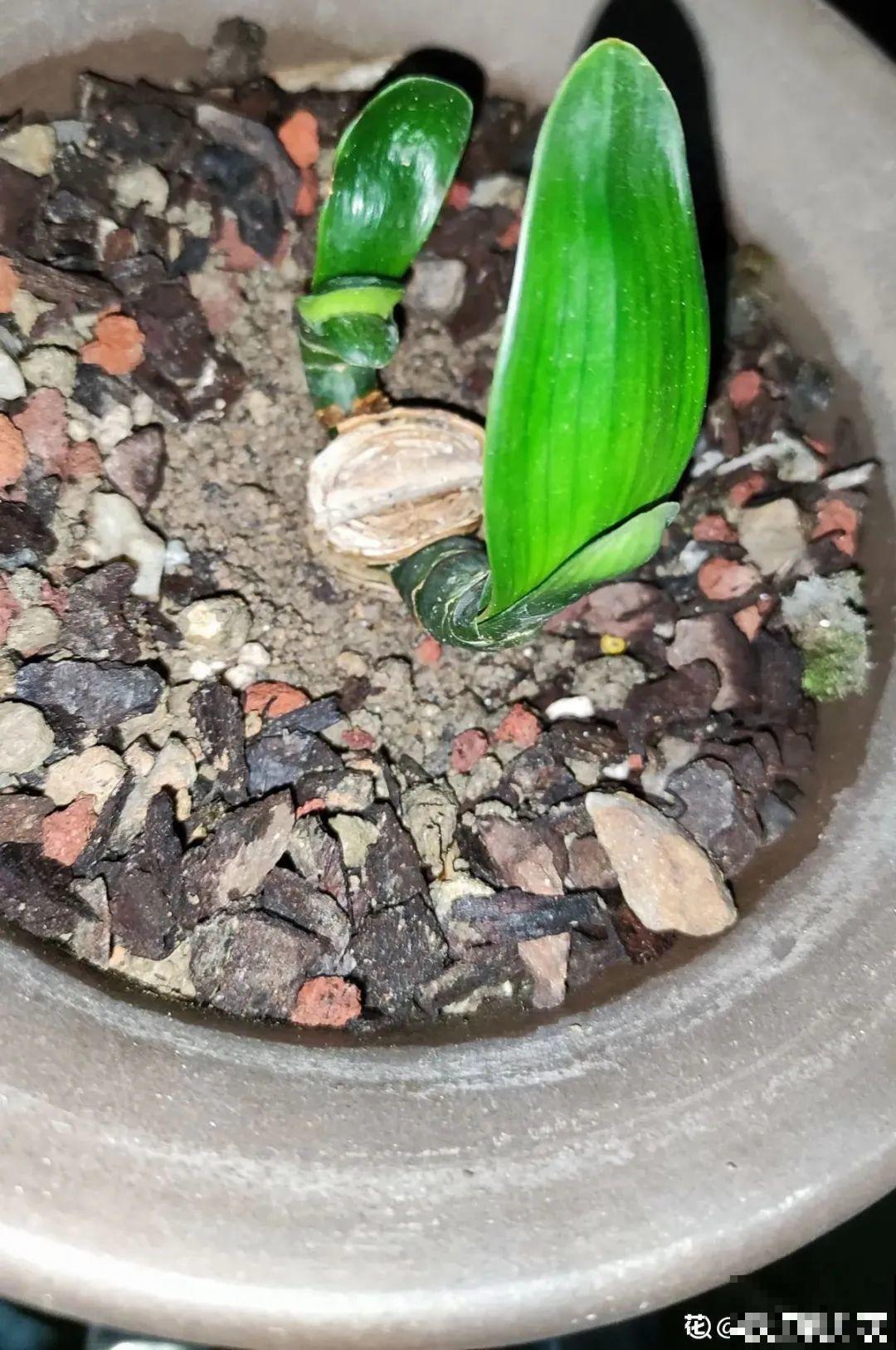 6种花夏天难养，贴土面砍一刀，新芽呼呼冒