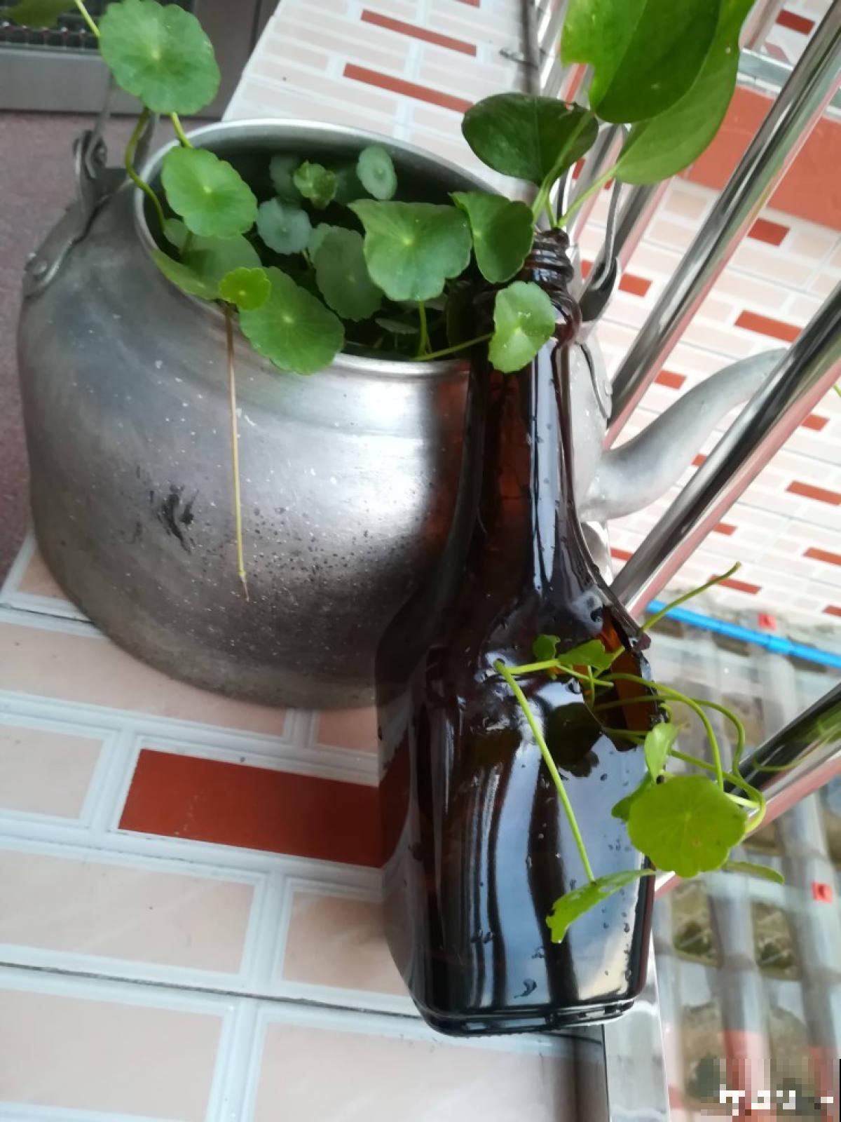 水壶还能养植物?只要3步,看看大家咋养的 水壶还能养植物?只要3步,看看大家咋养的