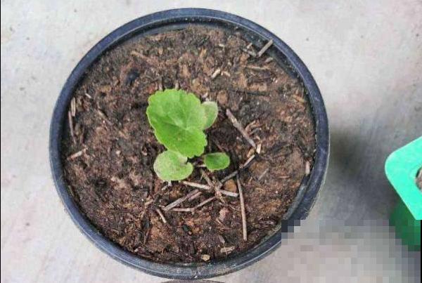 网购的花,拿到手后做4步,很快恢复状态 网购的花,拿到手后做4步,很快恢复状态