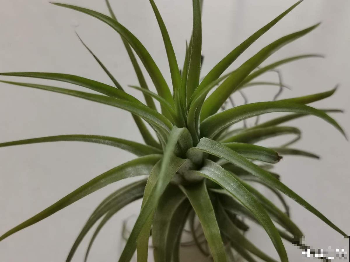 家里没有直射光，适合10种耐阴绿植生长，叶子花花绿绿像油画