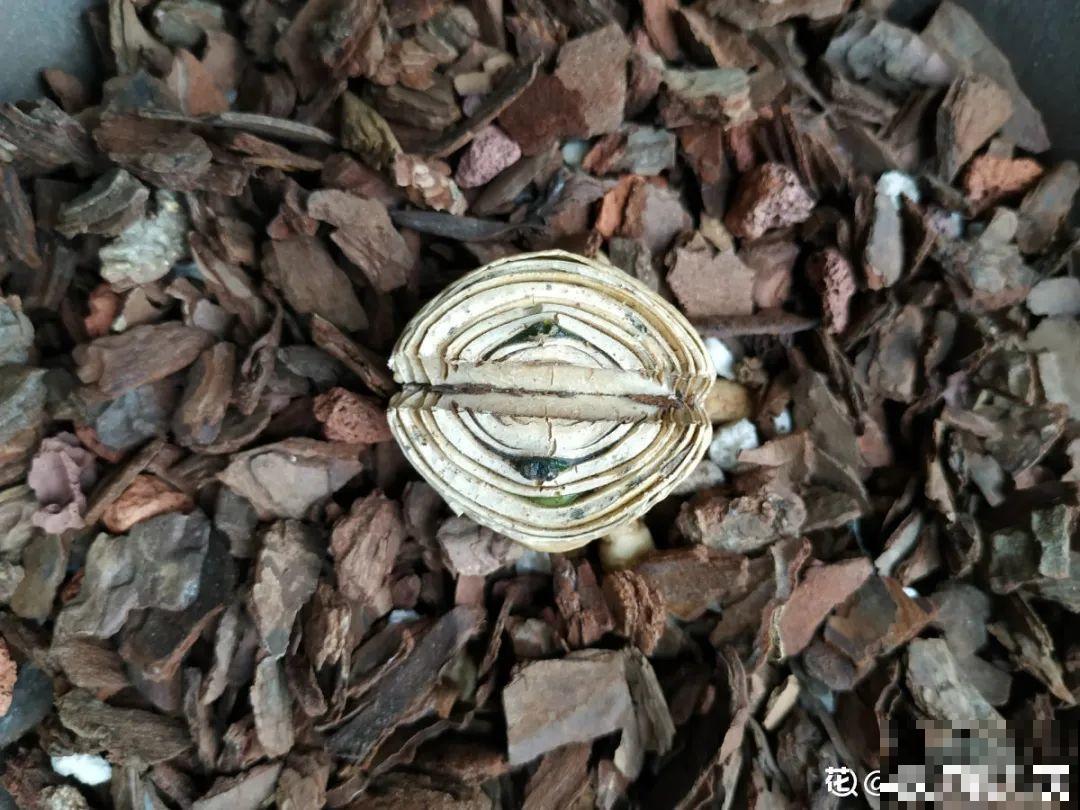 6种花夏天难养，贴土面砍一刀，新芽呼呼冒