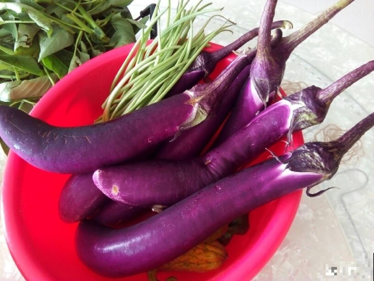 邻居种的茄子，两只手才能抓过来，到底咋种地？