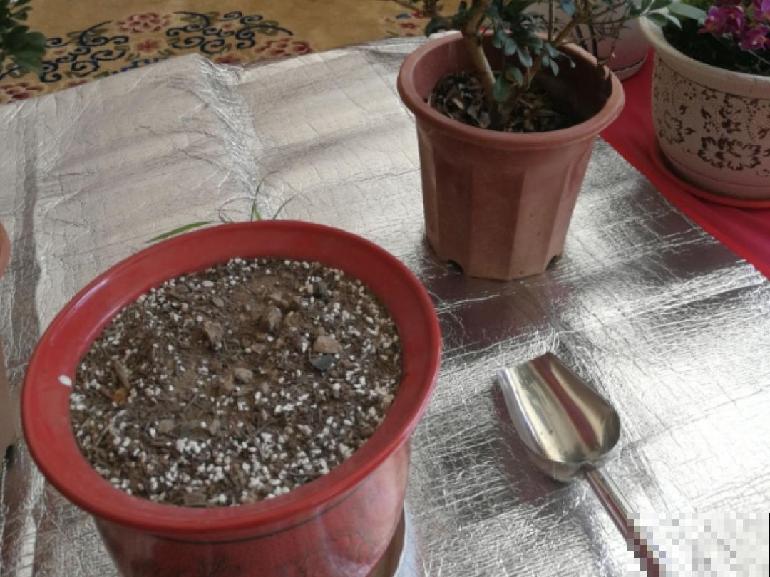 7种花，立秋后换盆，秋冬才能越养越好