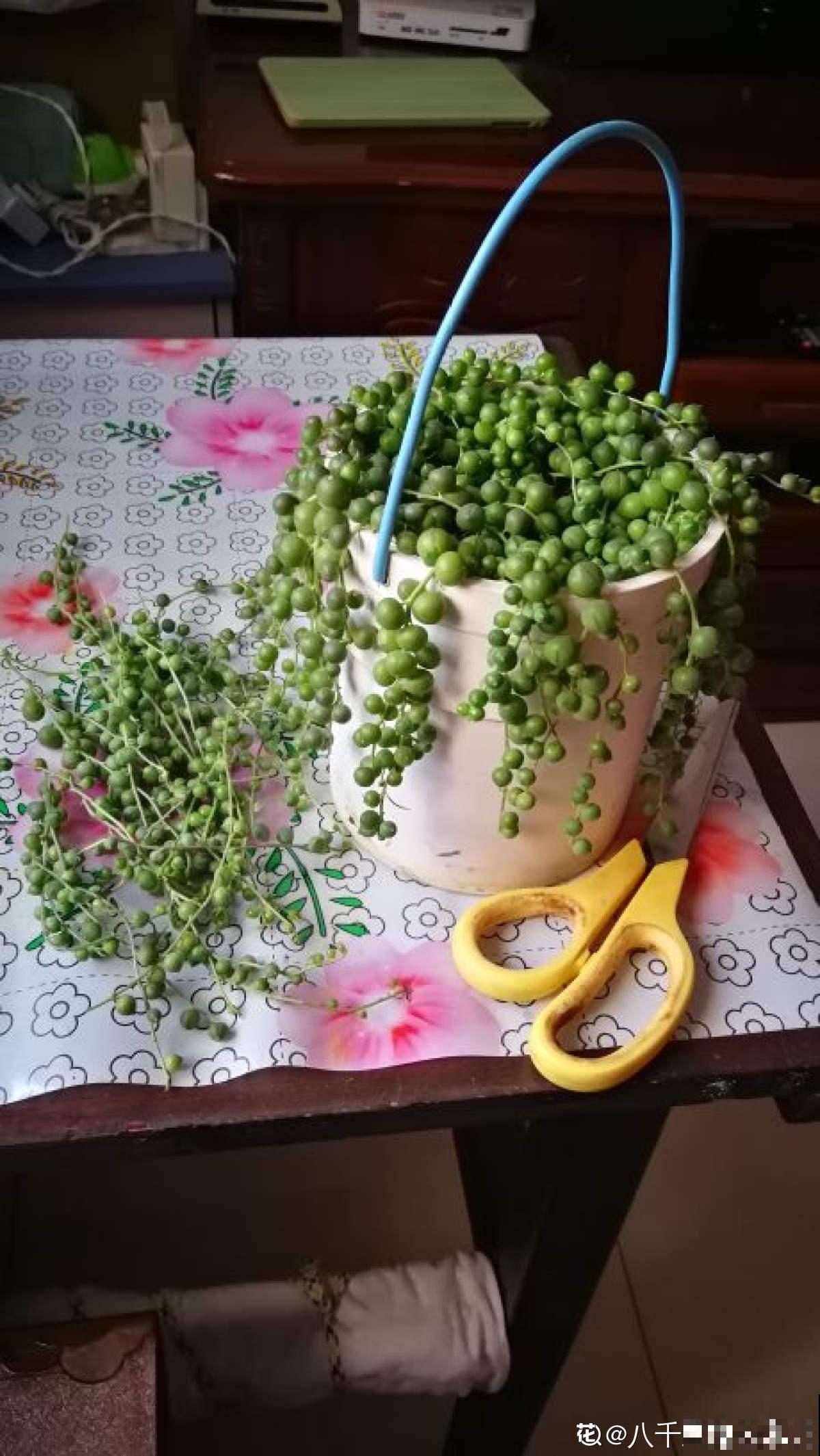 养腻了吊兰,试试佛珠吊兰,“垂流直下”长不停 养腻了吊兰,试试佛珠吊兰,“垂流直下”长不停