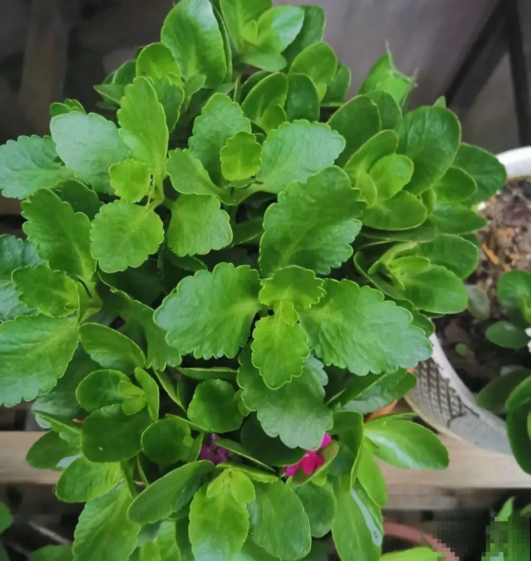 现在给花剪一刀,剪成一个“小平头”,呼呼冒芽爆盆 现在给花剪一刀,剪成一个“小平头”,呼呼冒芽爆盆