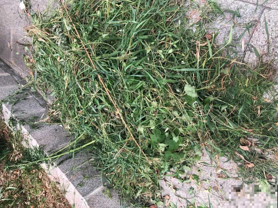 7种有机肥, 给花吃一点,花长得特旺 7种有机肥, 给花吃一点,花长得特旺