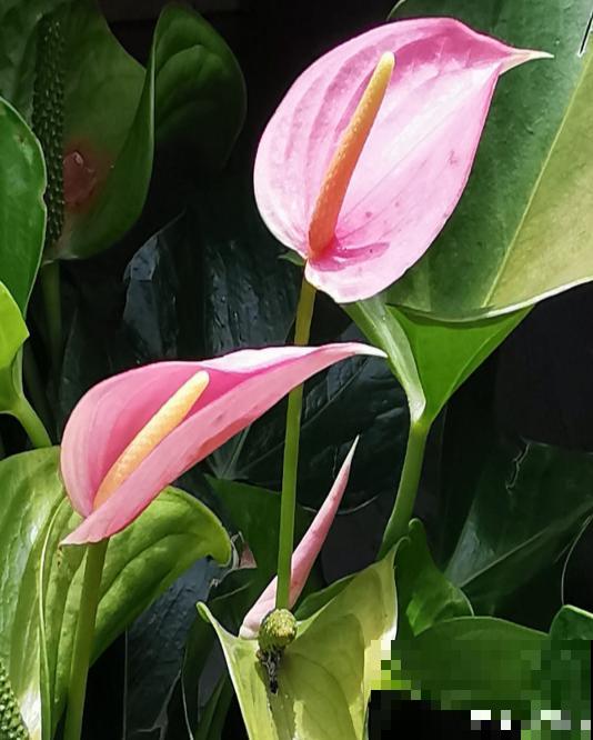 资深花友,还有什么是你没种过的?少见家养植物大曝光 资深花友,还有什么是你没种过的?少见家养植物大曝光