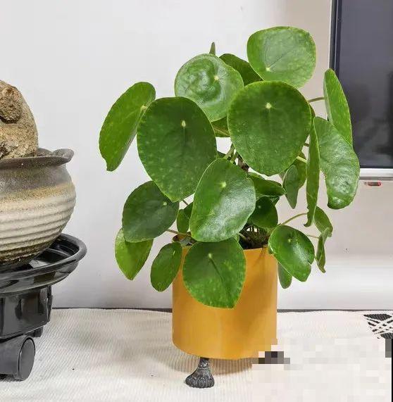 10种花,看着贵气有格调,实际价格很便宜 10种花,看着贵气有格调,实际价格很便宜