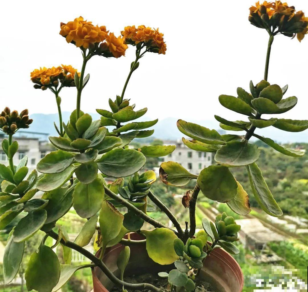 现在给花剪一刀,剪成一个“小平头”,呼呼冒芽爆盆 现在给花剪一刀,剪成一个“小平头”,呼呼冒芽爆盆