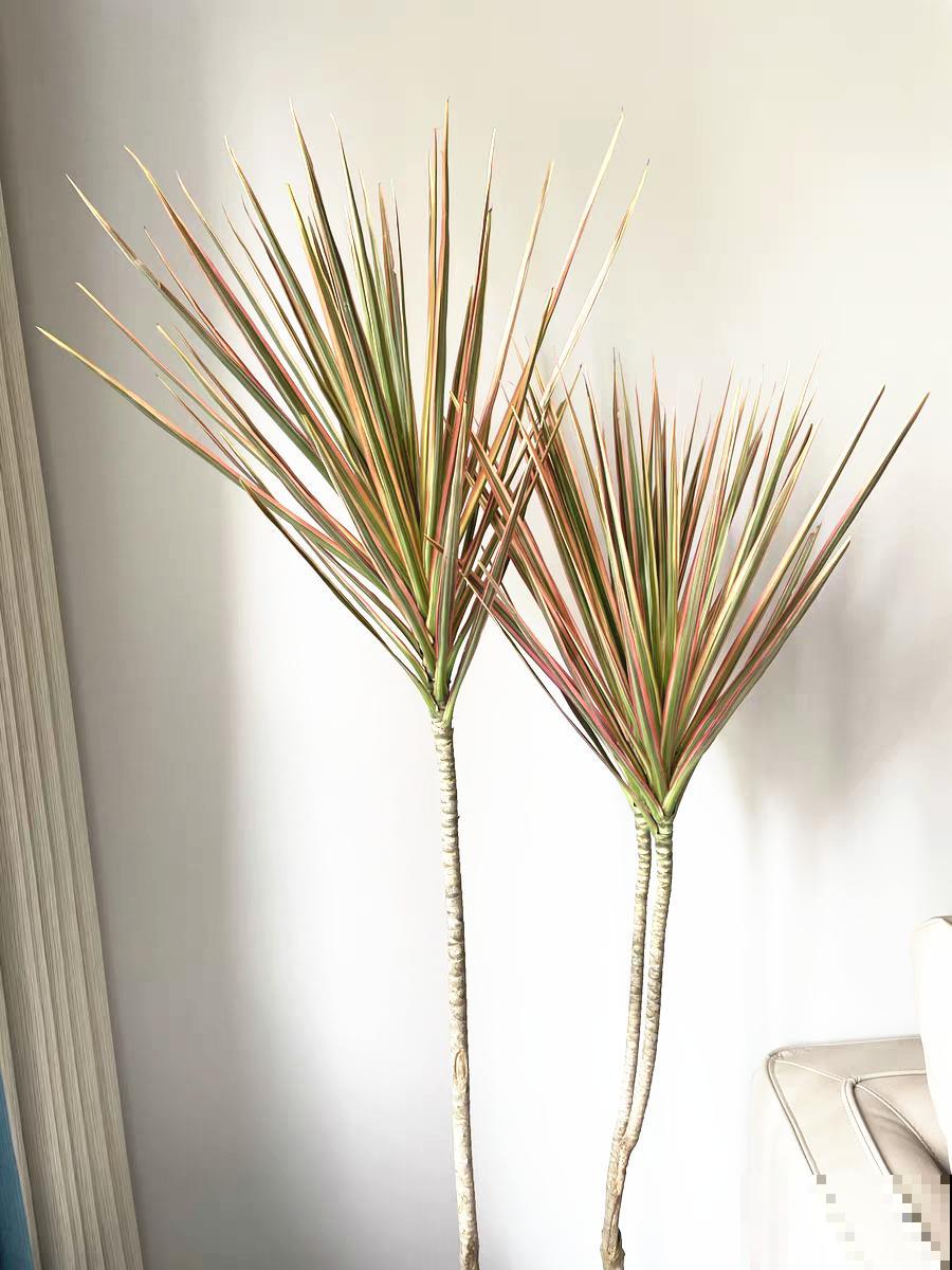 家里养8种花，独特有气质，还有满满安全感