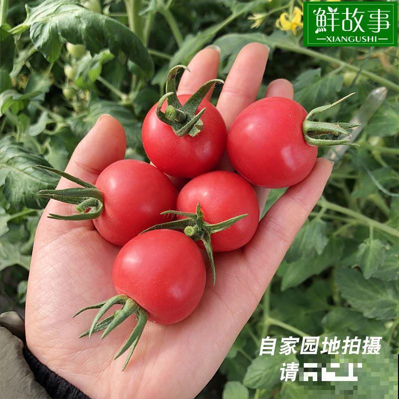 水果太甜含糖多?3种常见水果,好吃还不胖 水果太甜含糖多?3种常见水果,好吃还不胖