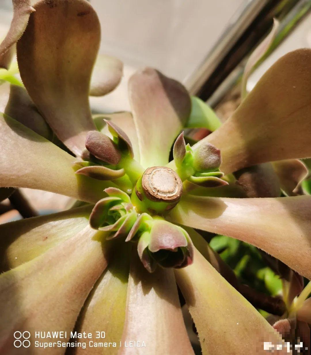 打了药的多肉,白送都别要,养不活惹一肚子气 打了药的多肉,白送都别要,养不活惹一肚子气