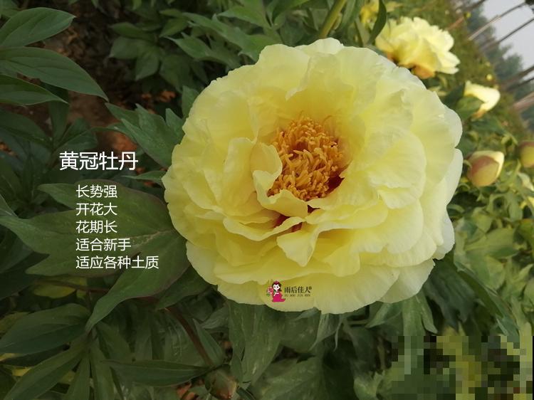 盘点！我国的市花，你听过几个？