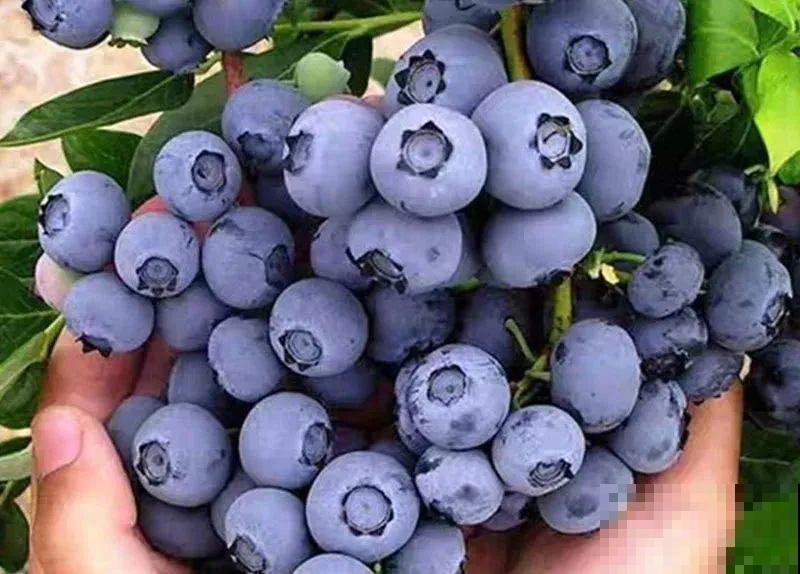 南北方都能养的蓝莓，家里种一棵，果子又大又甜