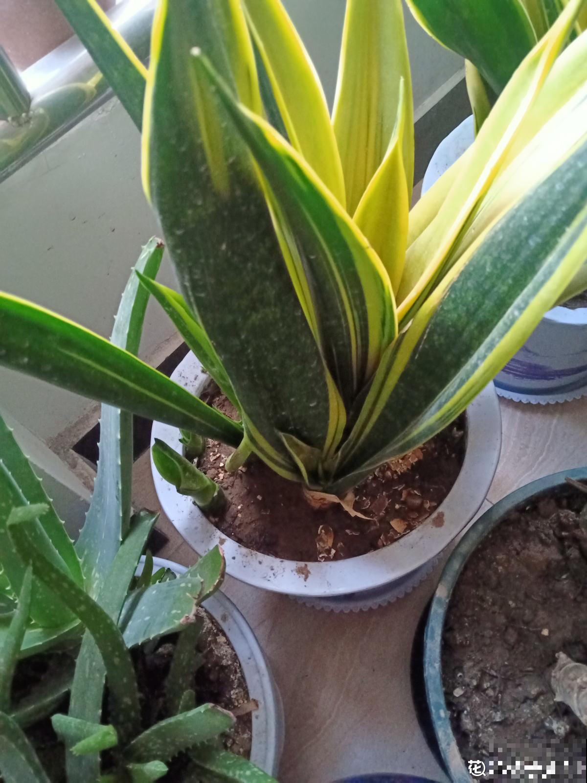 植物中的“老酒鬼”,一天一勺啤酒,叶子油亮花开爆 植物中的“老酒鬼”,一天一勺啤酒,叶子油亮花开爆