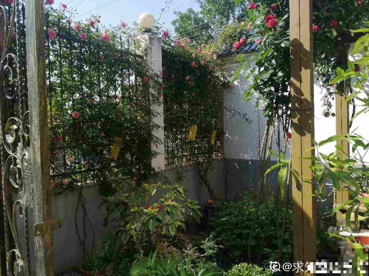 都说有院子好,真正打理起来,才知道有多烦 都说有院子好,真正打理起来,才知道有多烦