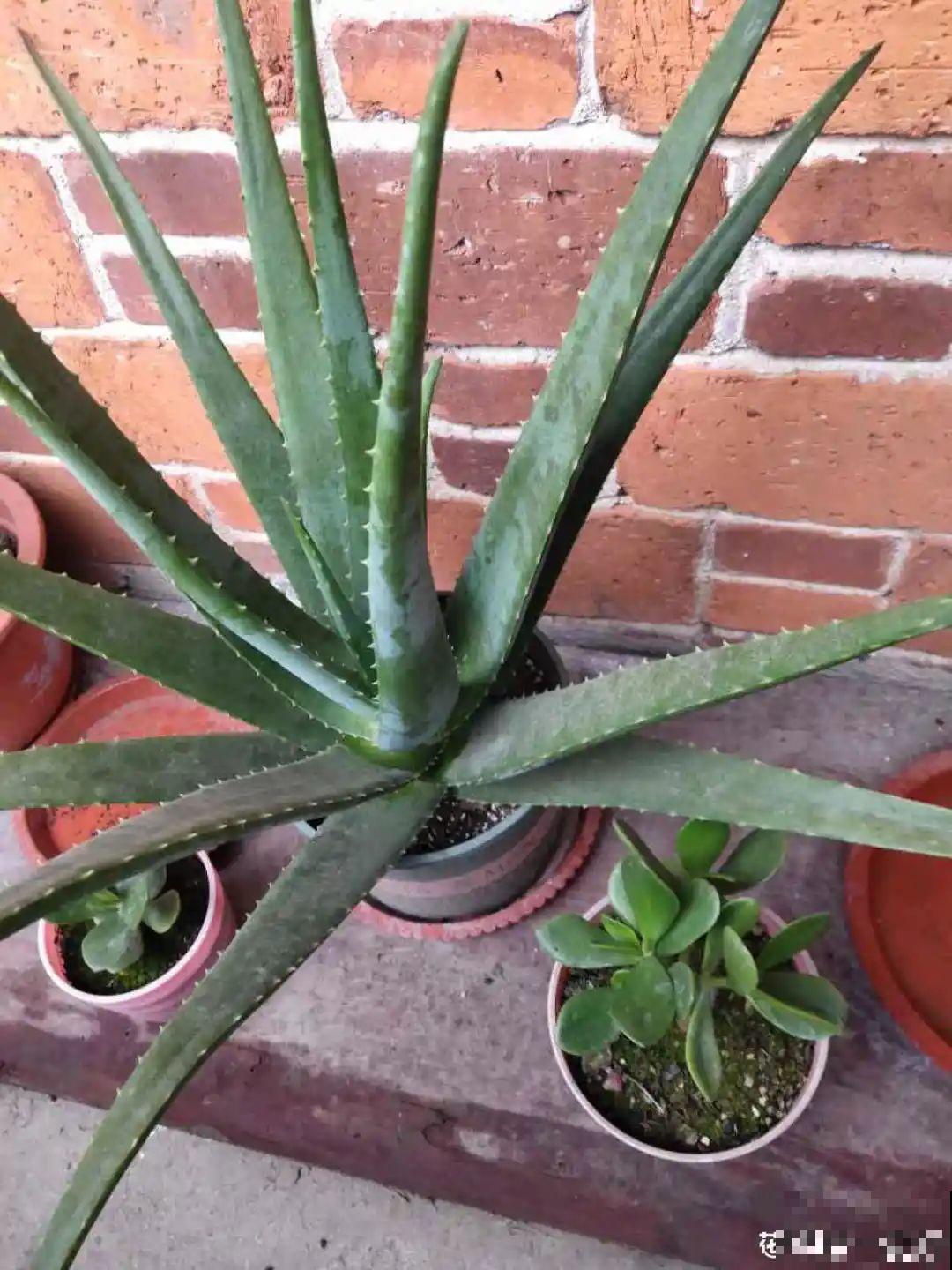 虎皮兰浅盆养，小芽嗖嗖冒，满盆都是新芽