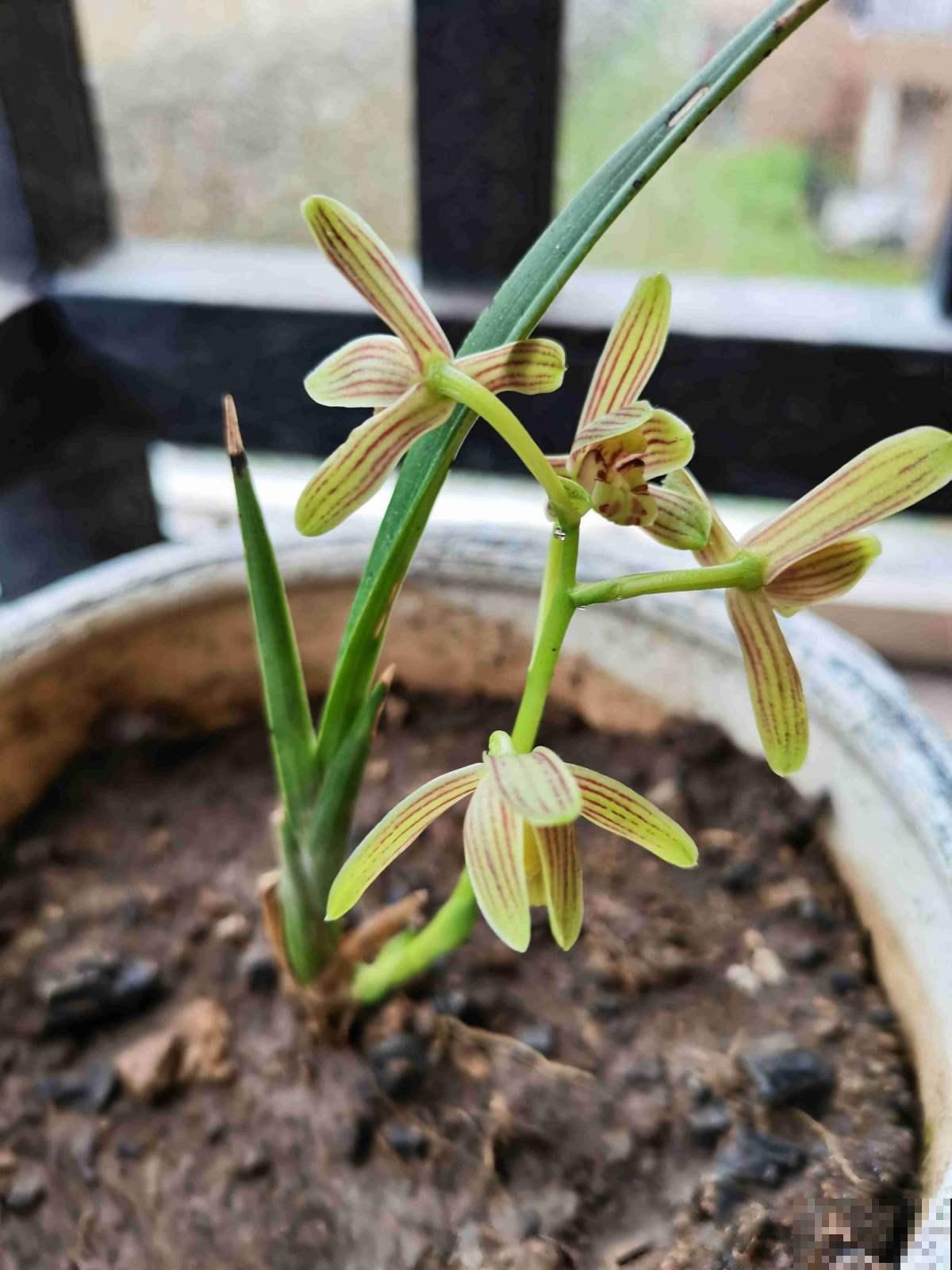 兰花五大品种,一个比一个幽雅,居家养殖真大气 兰花五大品种,一个比一个幽雅,居家养殖真大气