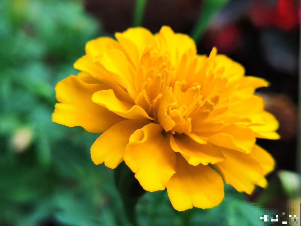 6种金黄色的花，打造金灿灿的秋天，你见过哪种？