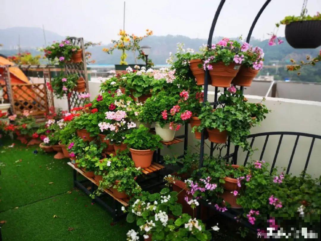 9种花最怕下雨天，一淋雨就死，太心疼了