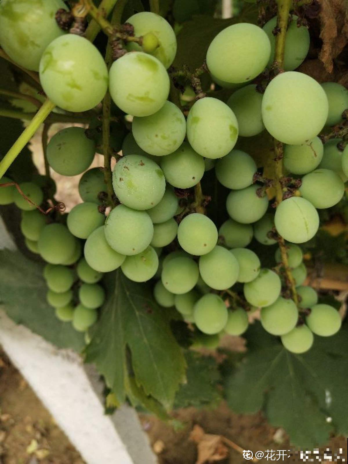 搭不了架子也能养葡萄,简单5步让你吃到盆栽葡萄串 搭不了架子也能养葡萄,简单5步让你吃到盆栽葡萄串