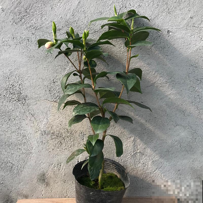 古人说的盆花五姊妹，一个比一个漂亮，放在居室真美观