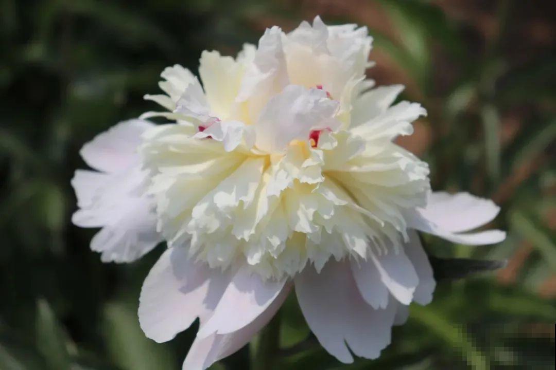一年只能种一次的花,开花富贵寓意吉祥,堪称“花中宰相” 一年只能种一次的花,开花富贵寓意吉祥,堪称“花中宰相”