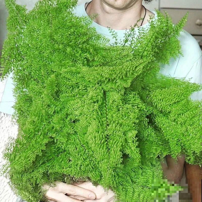 卫生间里养盆蕨，净化空气，满眼绿意