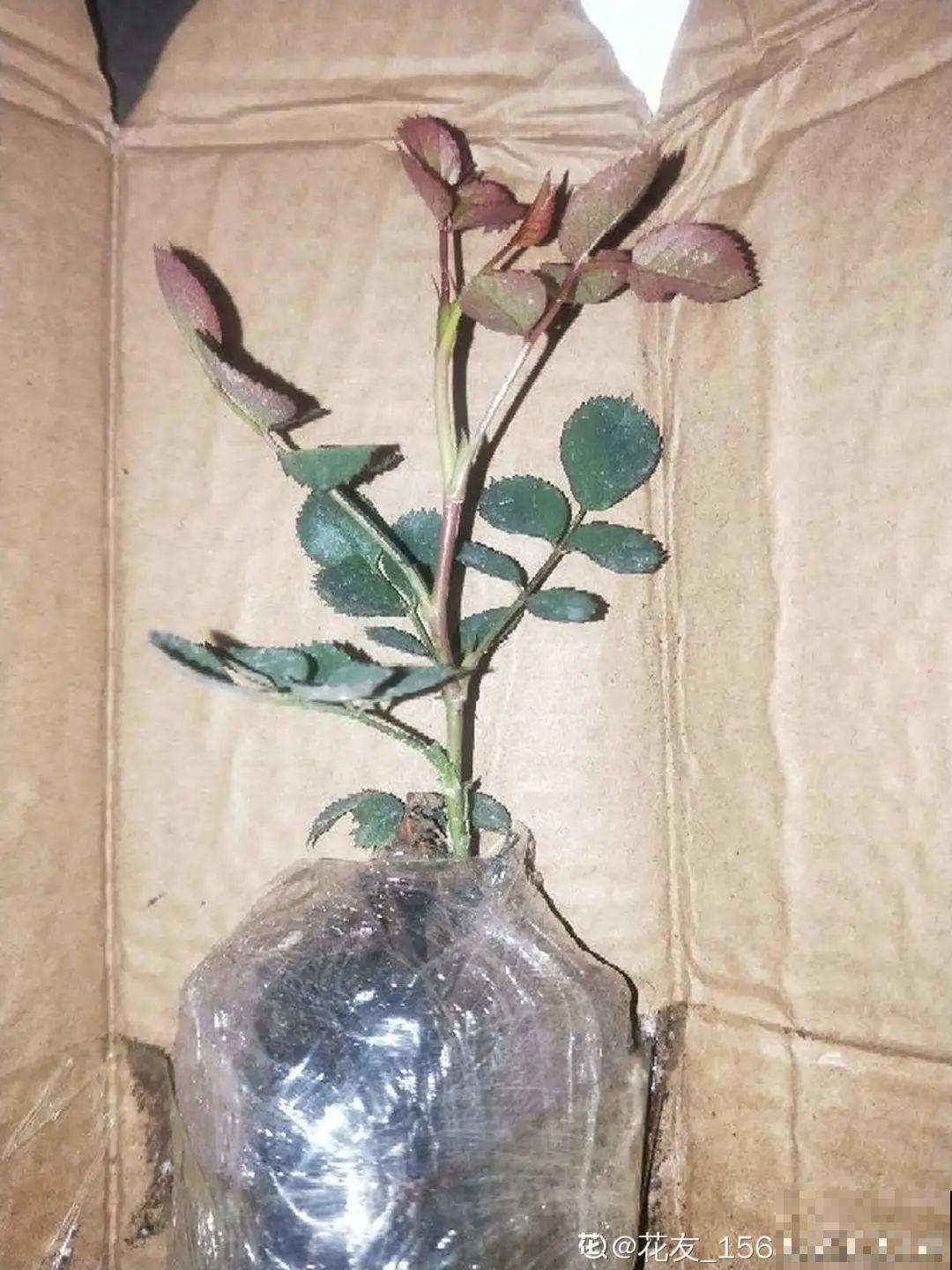 网购回家的花，一定要第一时间打开，不然都闷死了