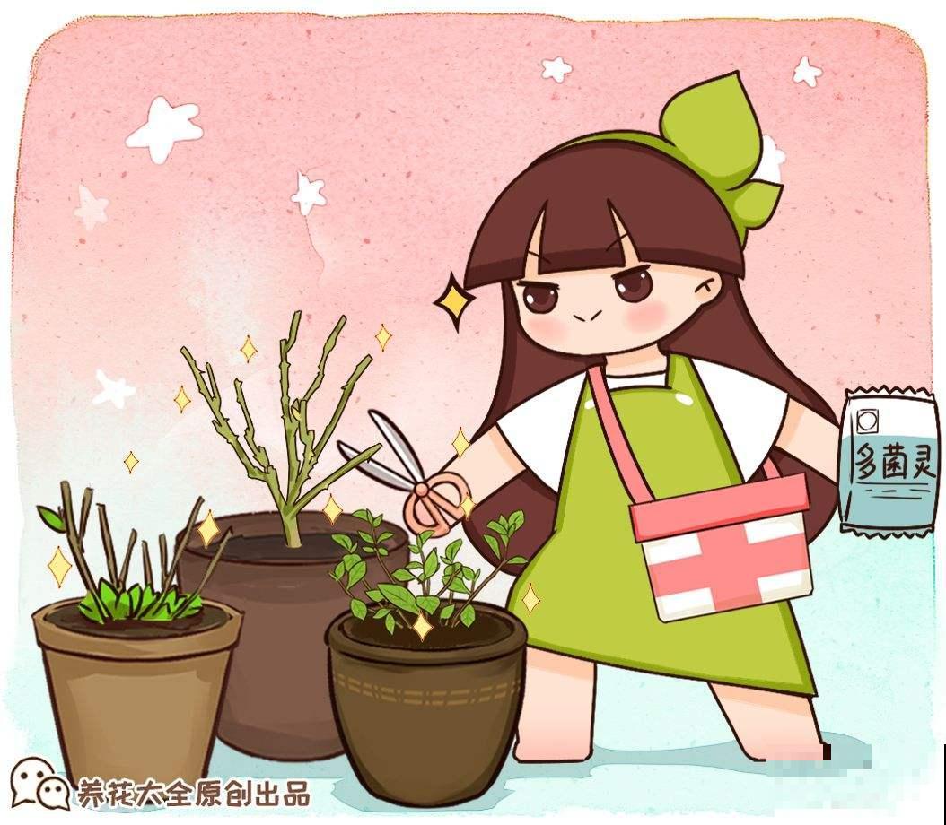 植株“中暑”如何救治？教你从4个方面出手，分分钟“妙手回春”