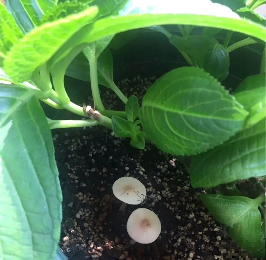 换盆时间到,换好后植物呼呼长,不换全年不开花 换盆时间到,换好后植物呼呼长,不换全年不开花