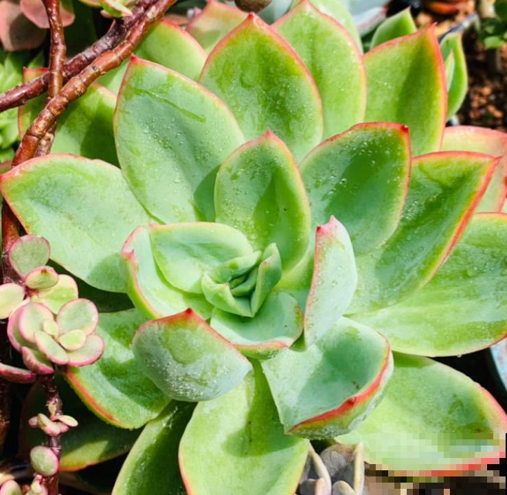 新手养花，记住“4个有”，养活植物没问题