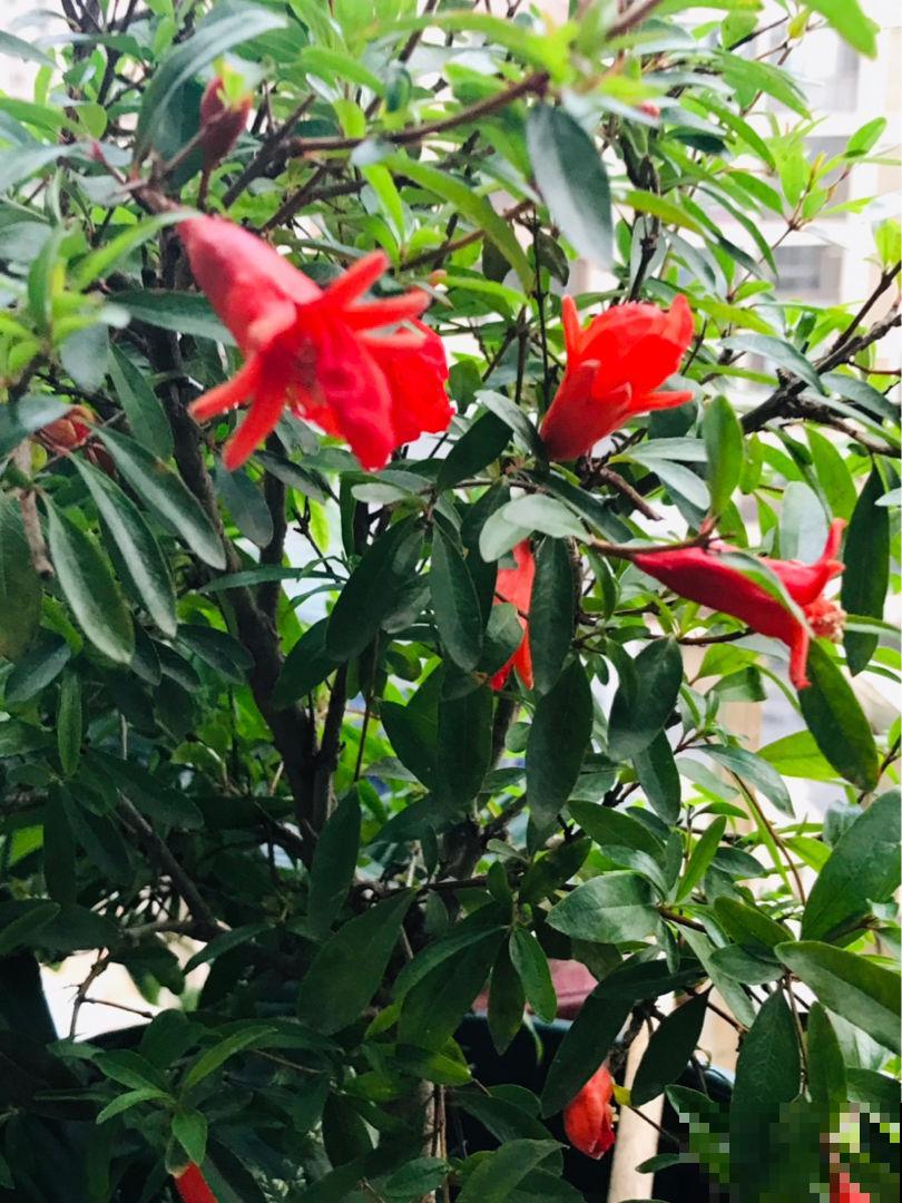家有庭院,养好石榴盆栽,好运自然来 家有庭院,养好石榴盆栽,好运自然来